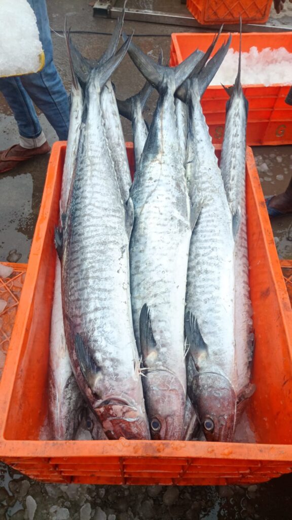 whatsapp image 2025 11 24 at 11.12.59 am