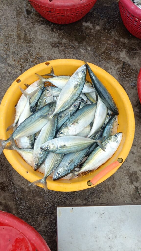 whatsapp image 2025 11 24 at 11.13.14 am